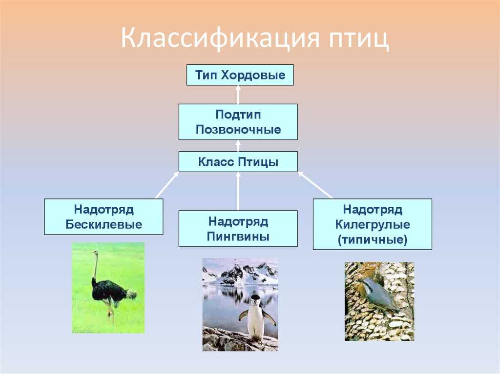 Класс ⭐️ птицы 7 класс биология: общая характеристика и особенности этого класса