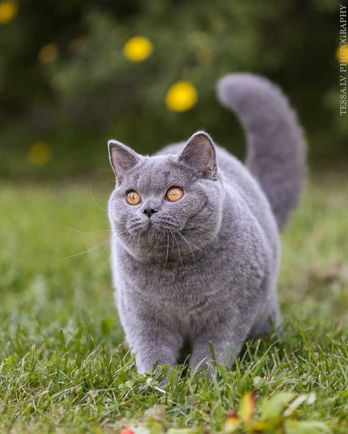 Особенности характера и поведения британских кошек. британская кошка особенности характера и поведения