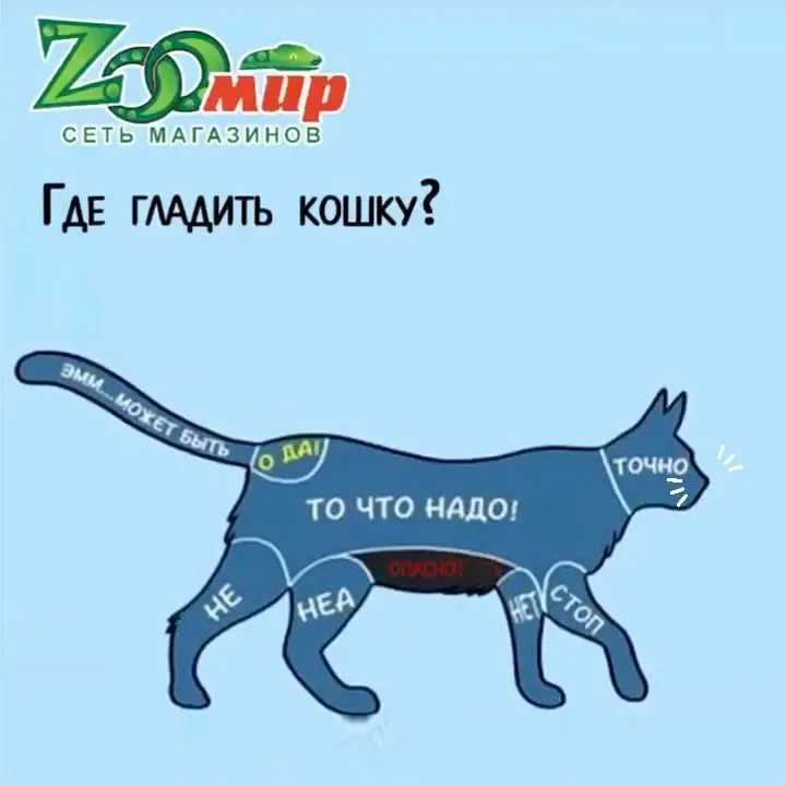 Как правильно гладить кошку