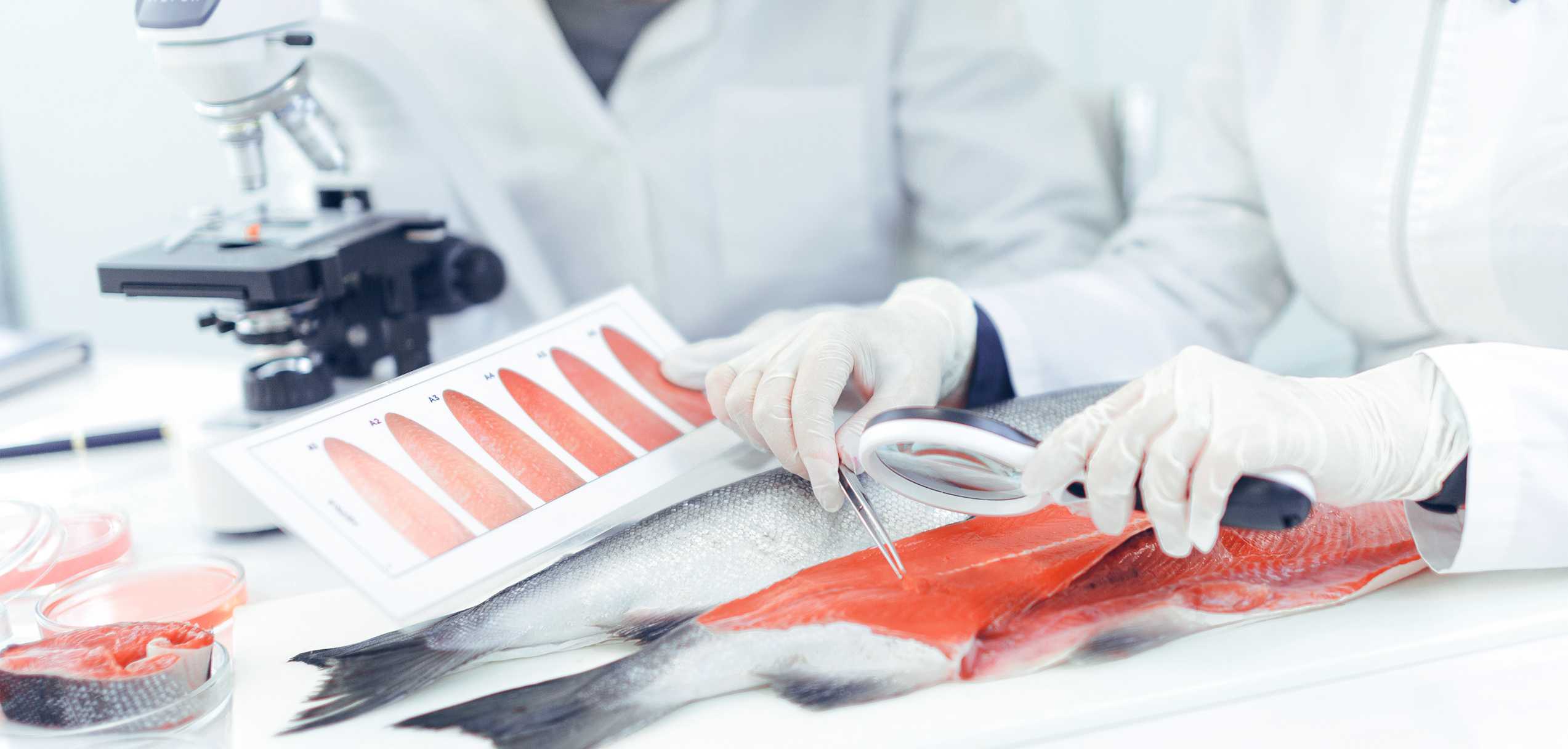 Оценка качества рыбы. Ветеринарно-санитарная экспертиза рыбы. Вет Сан экспертиза рыбы. Лабораторные исследования рыбы.