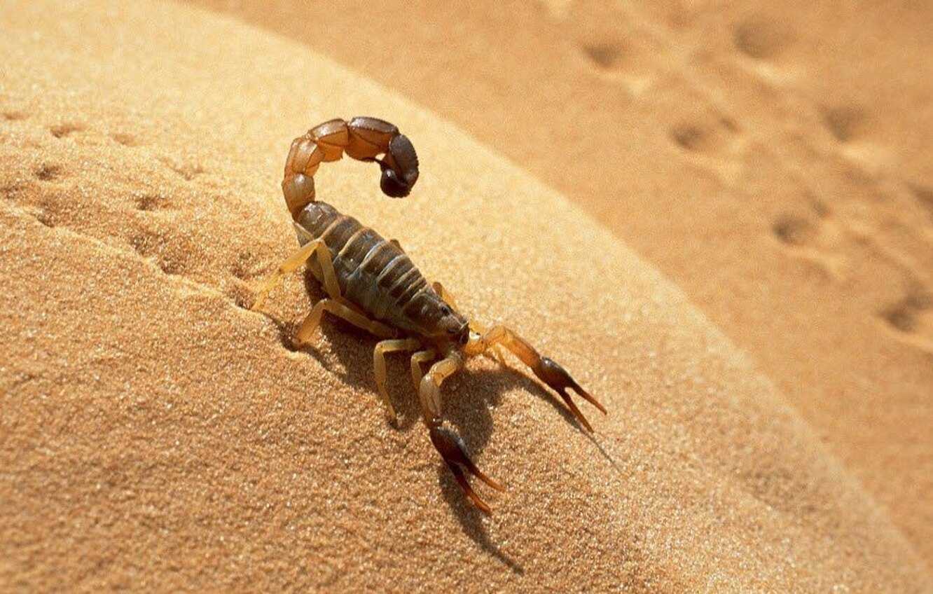 Императорский скорпион: фото ядовитого животного