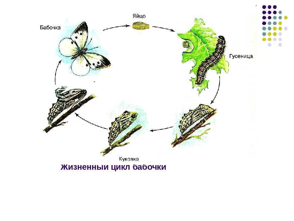 Ротовой аппарат имаго капустной белянки. Жизненный цикл бабочки капустницы. Жизненный цикл бабочки схема. Цикл развития бабочки схема. Цикл развития бабочки капустницы.