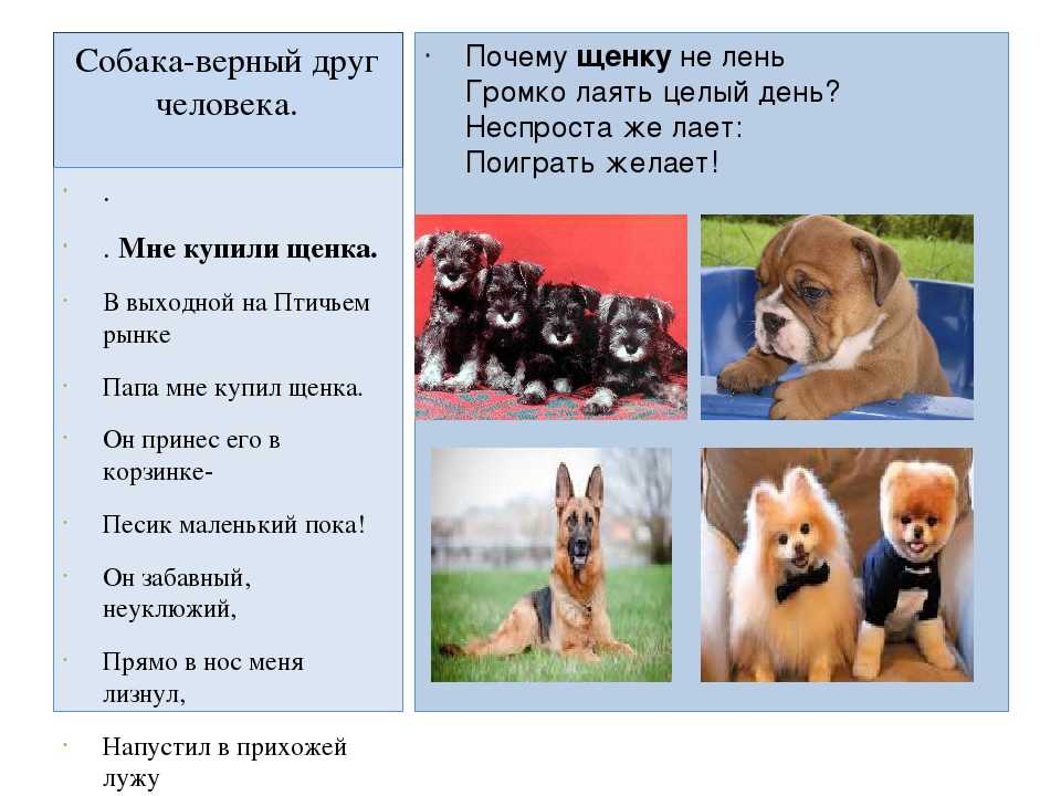 Почему русские собаки. Собака друг человека. Собака верный друг. Рассказ собака друг человека. Рассказ собака лучший друг человека.